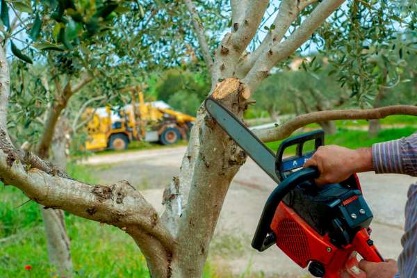 Tree Services